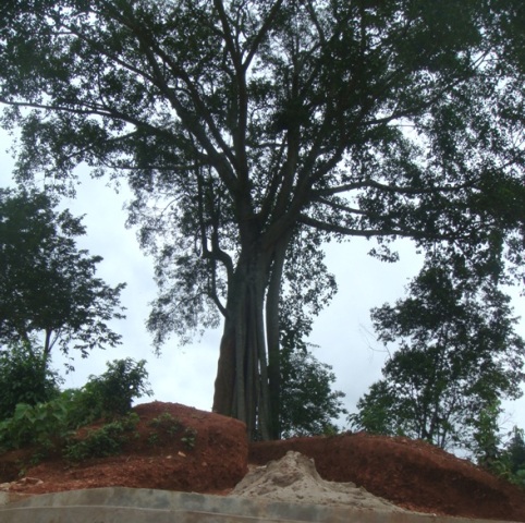 Pac Ma banyan tree